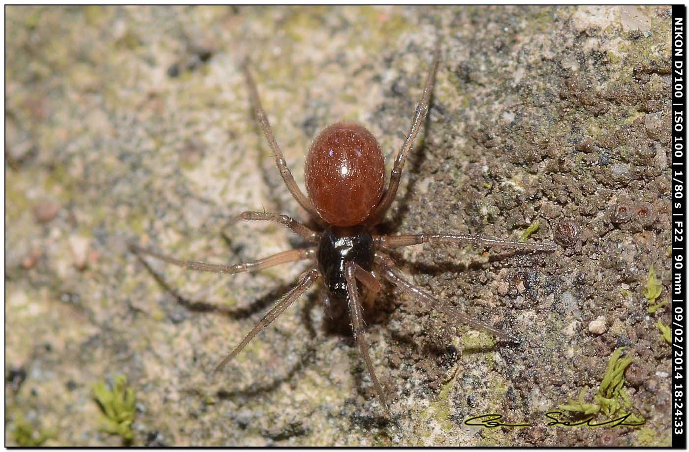 Ostearius melanopygius (?) - Ittiri (SS)